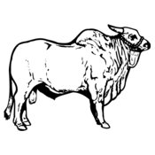 COW018