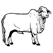 COW019