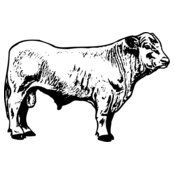 COW023