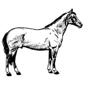 HORSE020